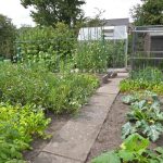 stone allotment vegetable patch