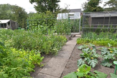 stone allotment vegetable patch