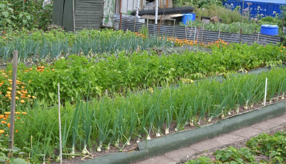 Allotments