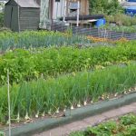 Town Council allotments - vegetable patch