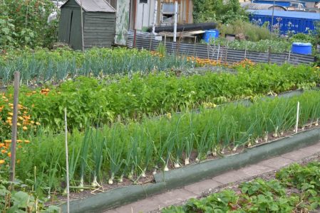 Town Council allotments - vegetable patch