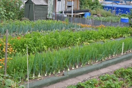 Stone allotment patch