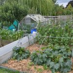 Stone allotment