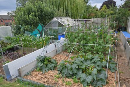 Stone allotment