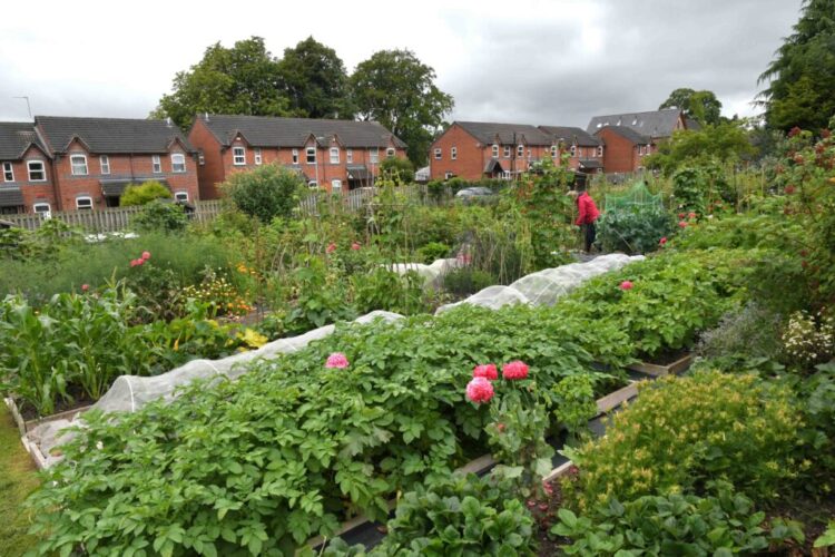 Stone Town Council Allotment Site