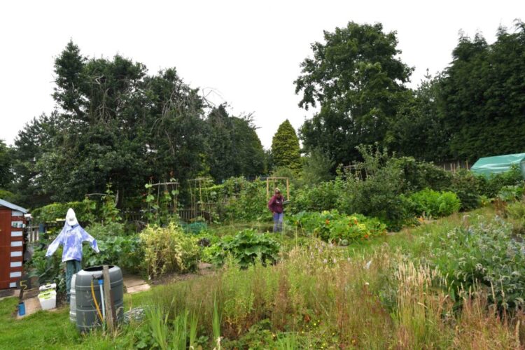 Stone Town Council Allotment Site