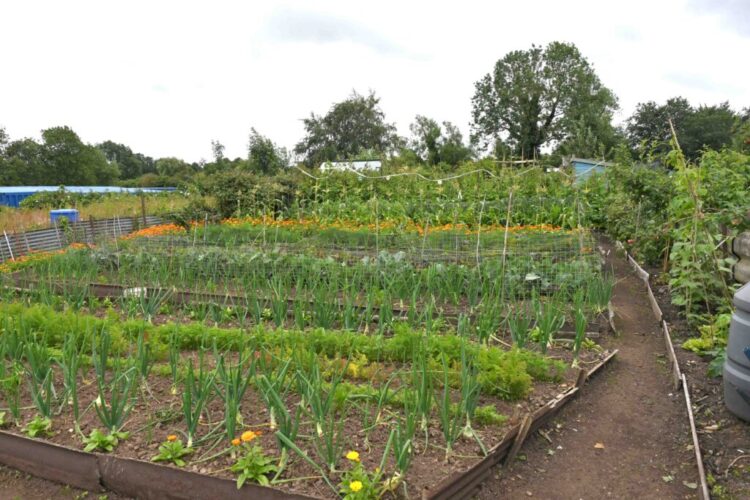 Stone Town Council Allotment Site