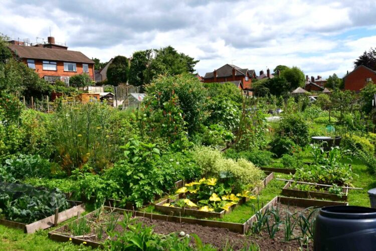 Stone Town Council Allotment Site