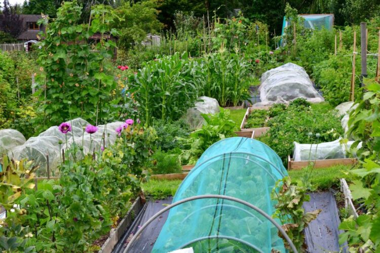 Stone Town Council Allotment Site