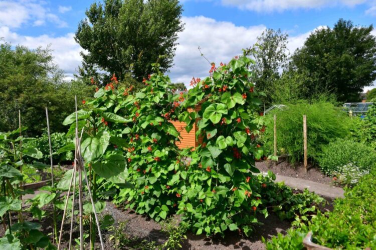 Stone Town Council Allotment Site