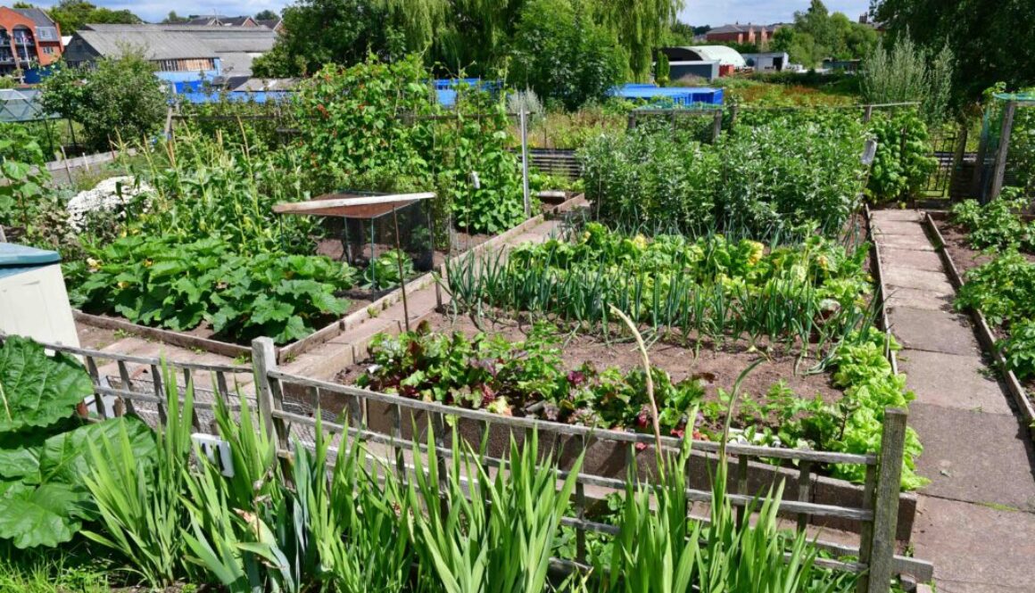 Photo of Stone Town Council Allotment Site