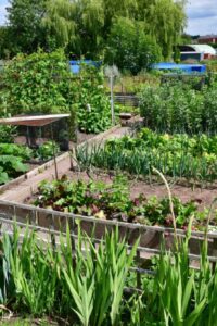 Photo of Stone Town Council Allotment Site
