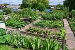 Photo of Stone Town Council Allotment Site