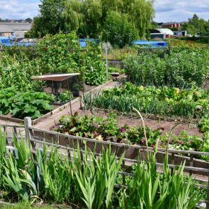 Photo of Stone Town Council Allotment Site