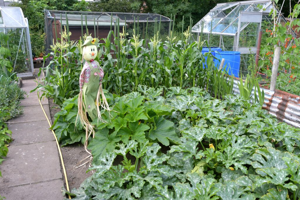 Allotments Competition