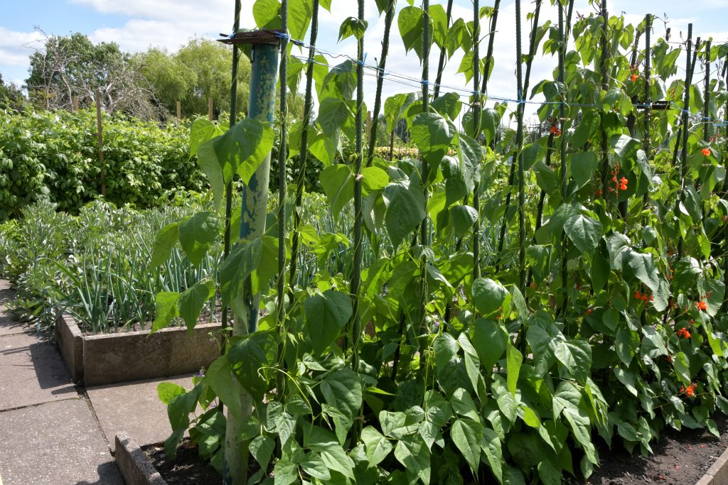 Allotments Competition