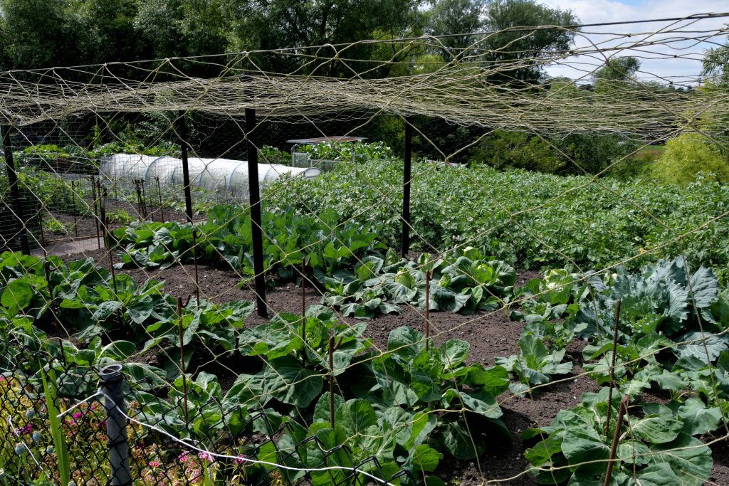 Allotments Competition