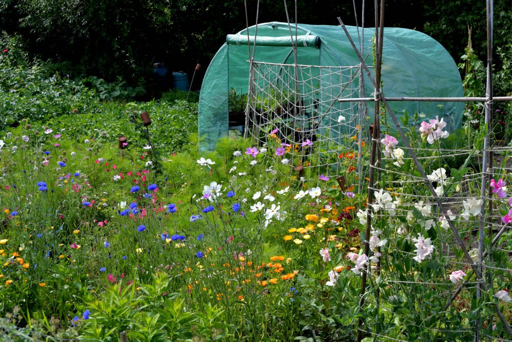 Allotments Competition