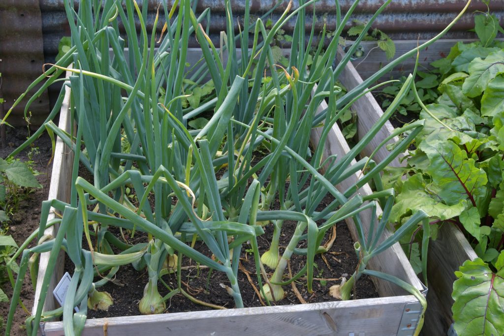 Allotments Competition