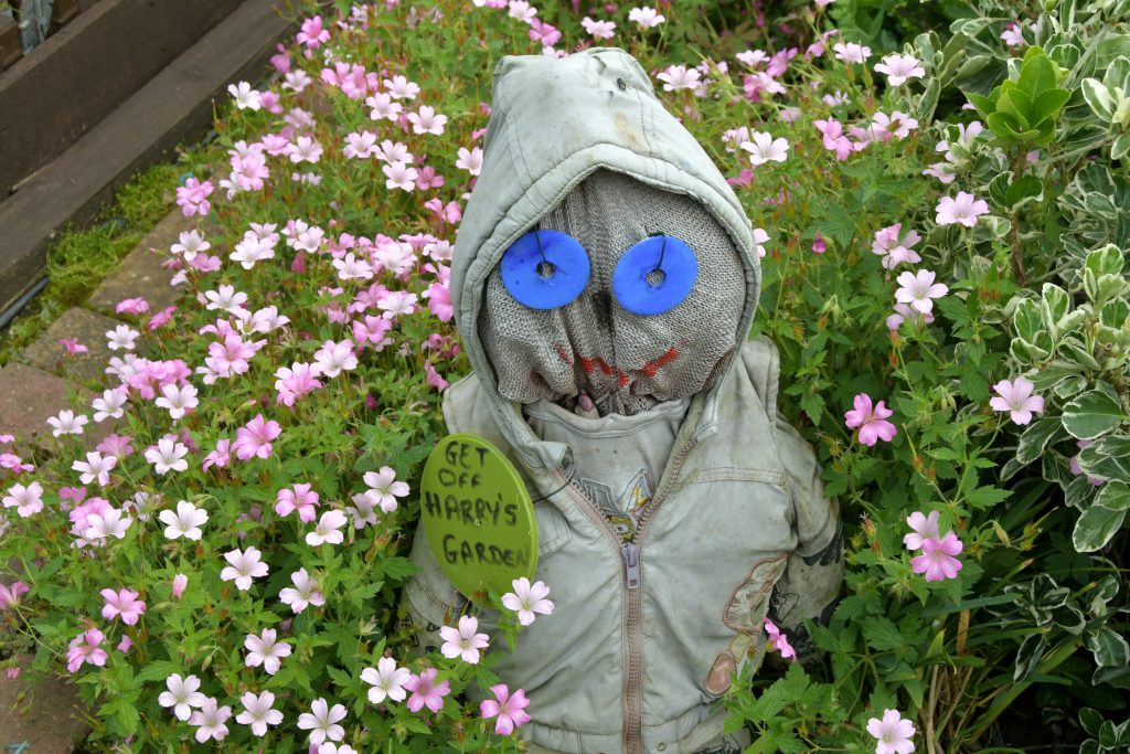 Allotments Competition