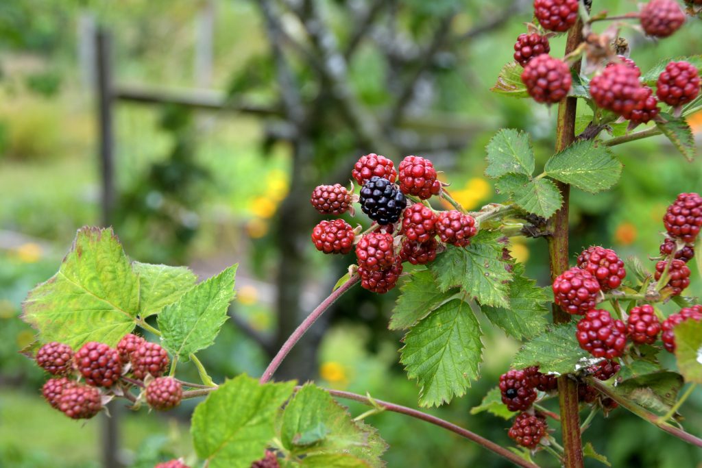 Allotments Competition