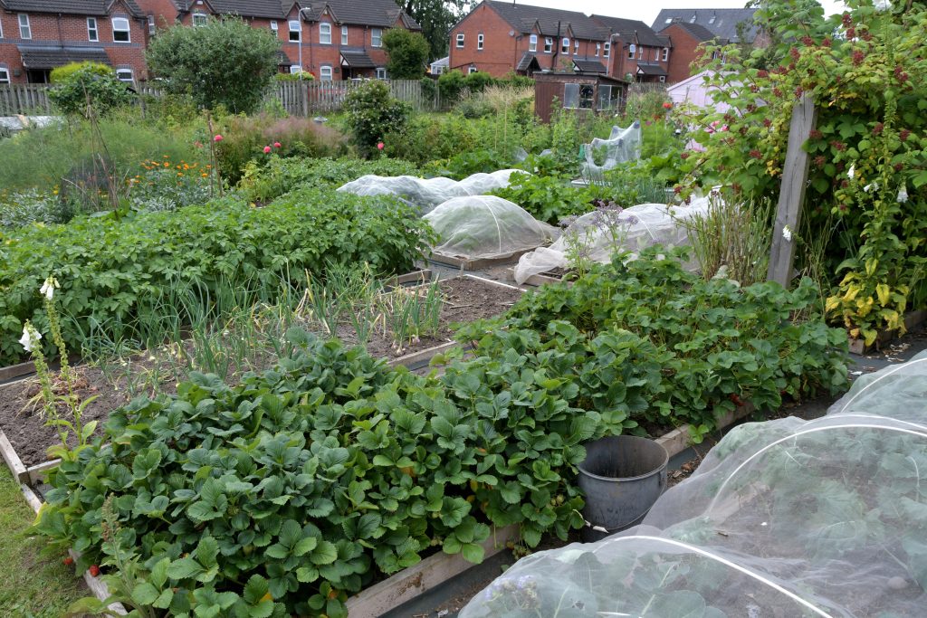 Allotments Competition