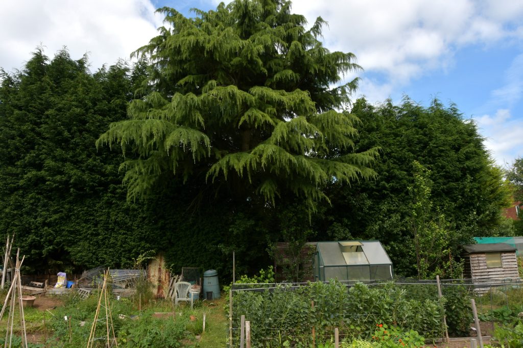 Allotments Competition