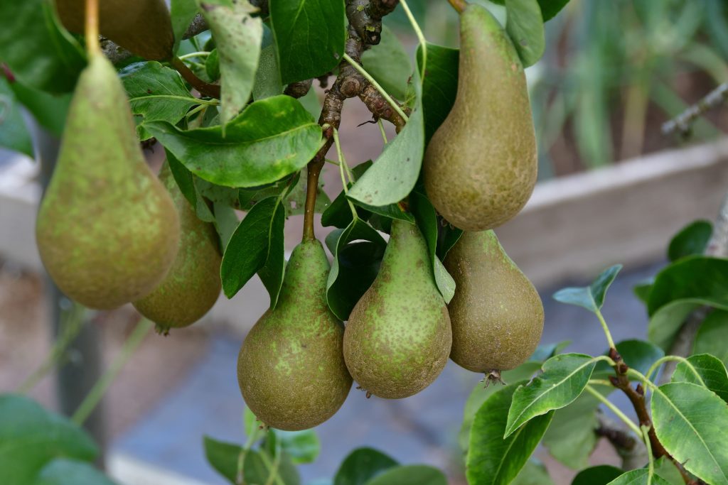 Allotments Competition