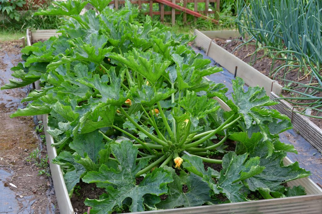 Allotments Competition