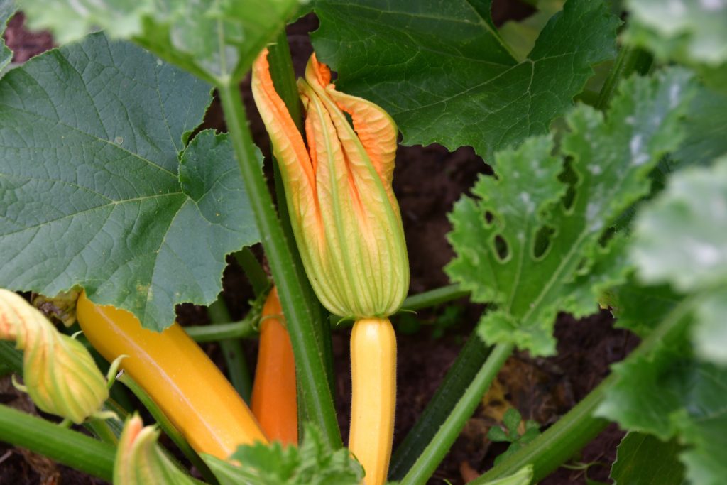 Allotments Competition