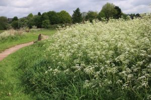 Cow-Parsley or Queen Anne's Lace is a sign of spring