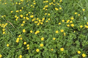 Creeping Buttercup is common once the the winter floods recede